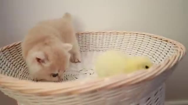 Kittens walk with a tiny chicken