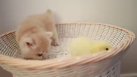 Kittens walk with a tiny chicken