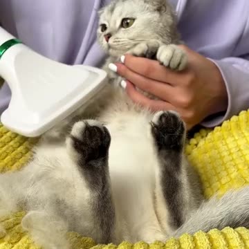 Kisa got a new tou for her|Cute cat|Pets|