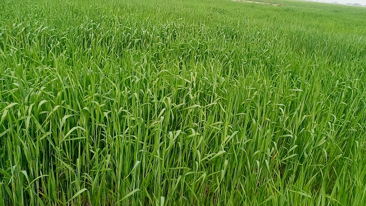 Visit at our agriculture land | Wheat Crop | Harvesting of wheat crops