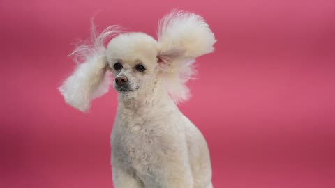 dog is the star