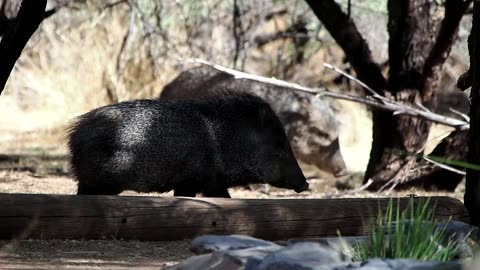 Javelinas