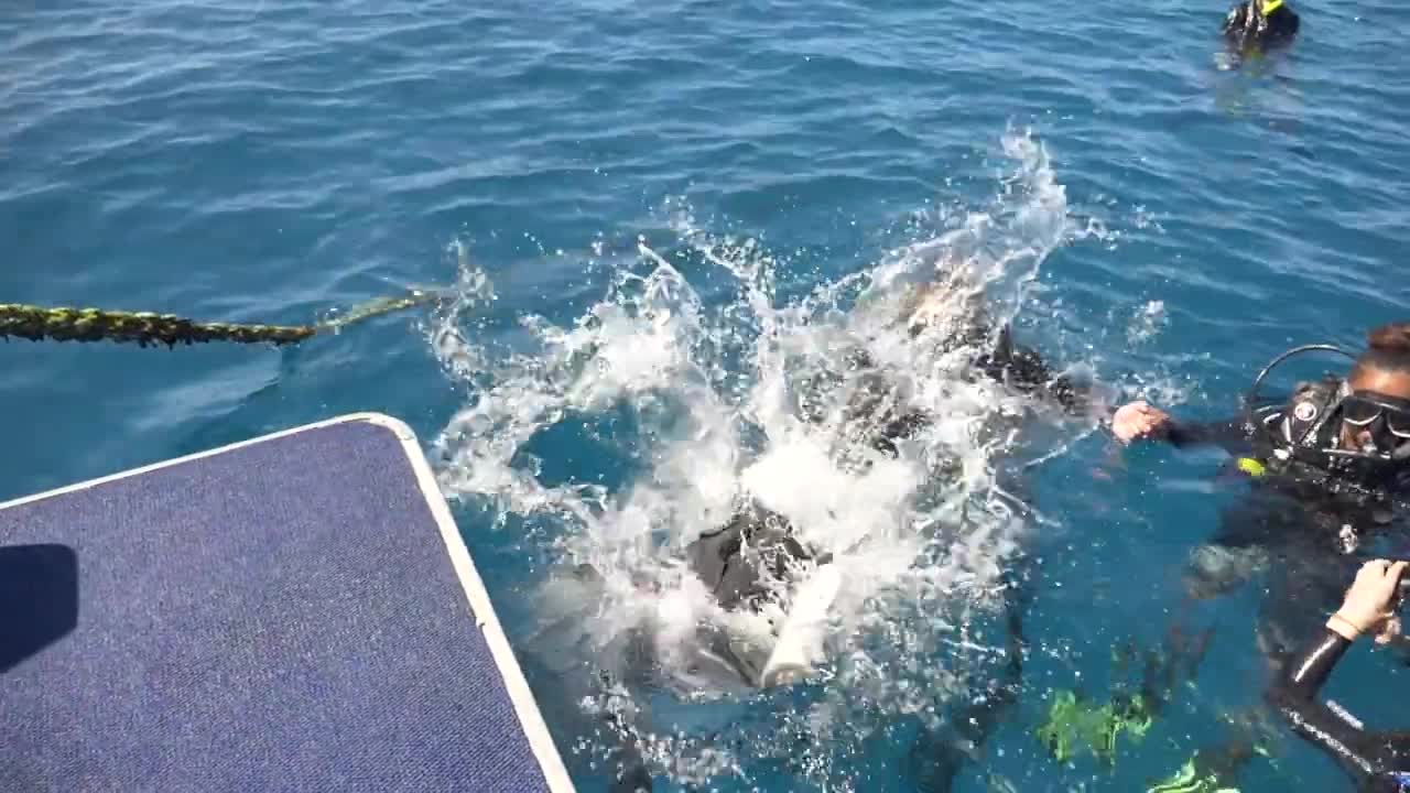 Cairns Reef Tour - Scuba Diving 🤿 Snorkelling on the Great Barrier Reef 🐠🐠