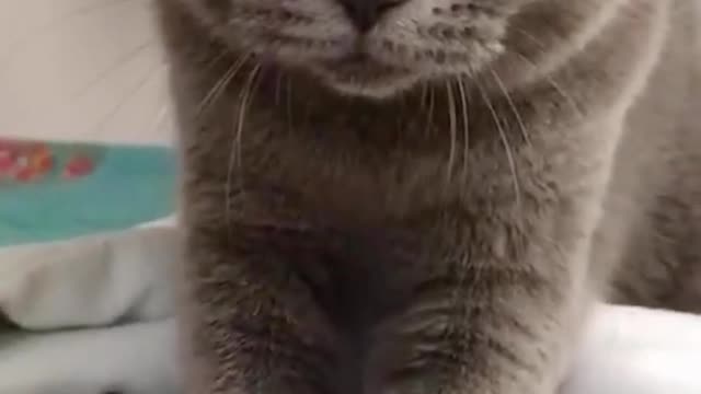 Baby Cat |Pet funny |The kitten who can massage
