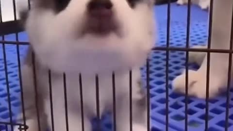 Funny video of dogs