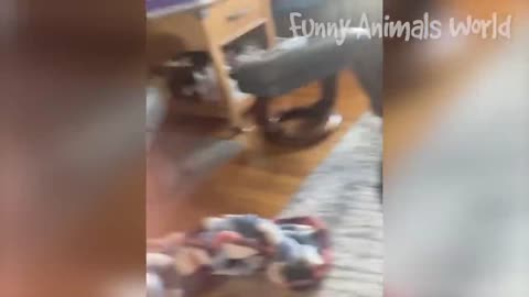 Funniest Dogs And Cats Videos 😅 - Best Funny Animal Videos 2023 😜👌