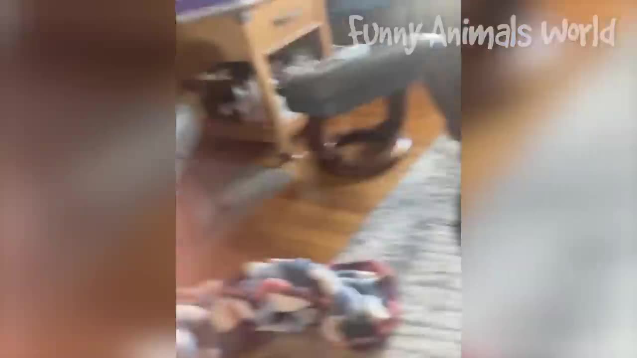Funniest Dogs And Cats Videos 😅 - Best Funny Animal Videos 2023 😜👌