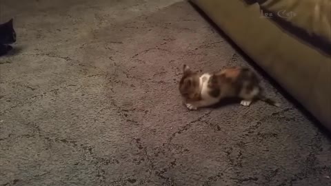 Funny Animals