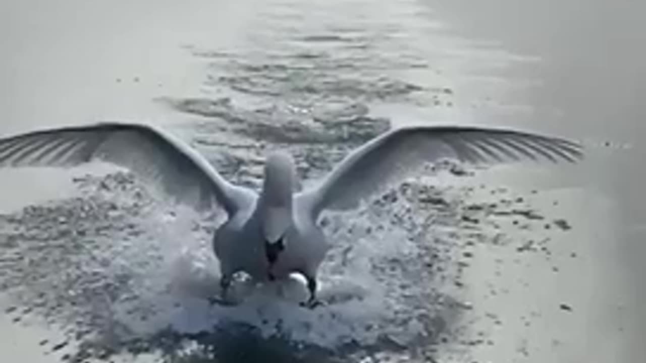 When they say it’s a black swan but it’s a blessing