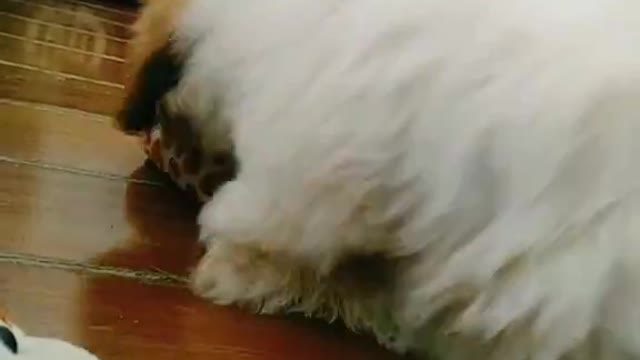 Pet Gucci