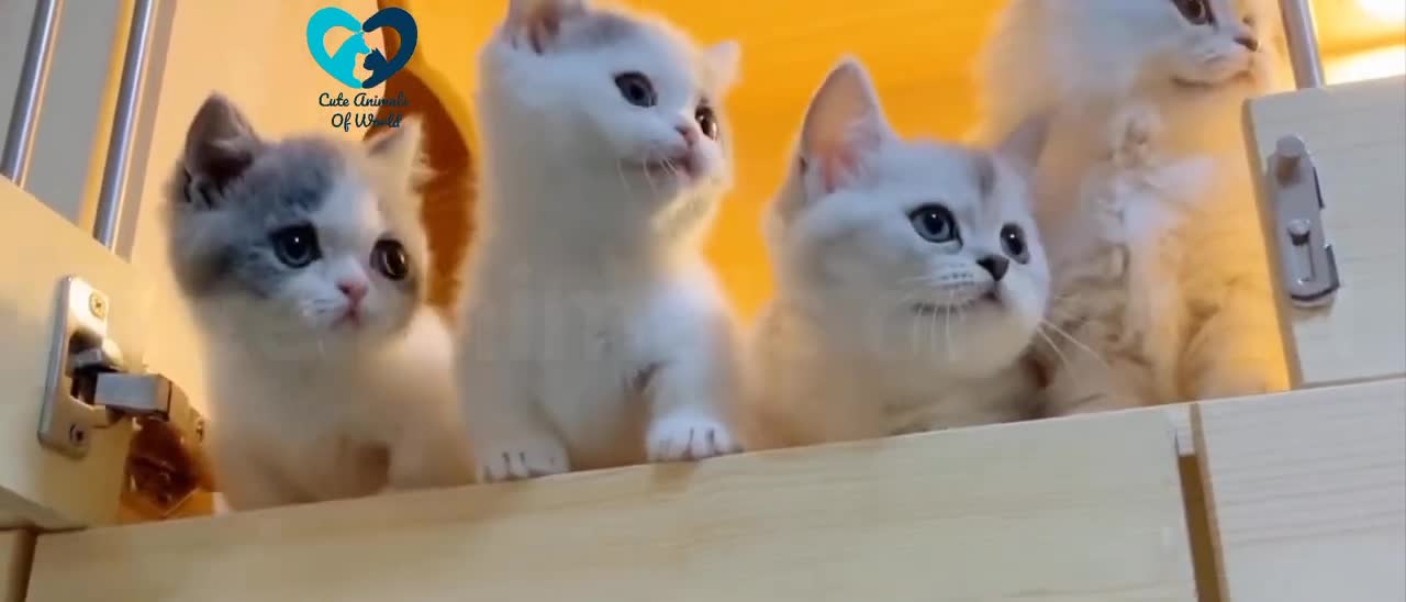 Watching Funny Cute Cats Video __ Cute Animals Of World