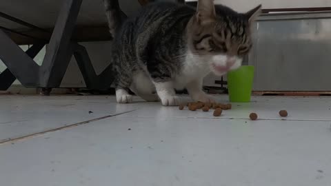 Cat always sitting on an old billiard table is incredibly cute and loving