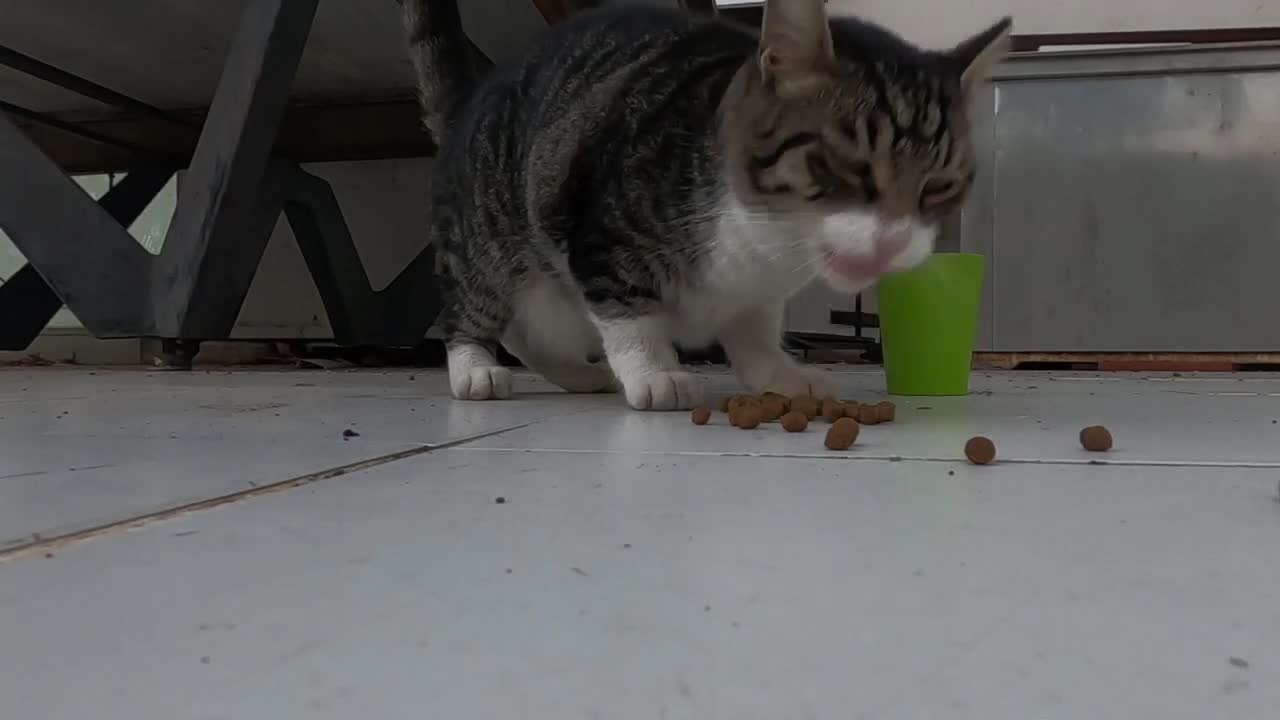 Cat always sitting on an old billiard table is incredibly cute and loving