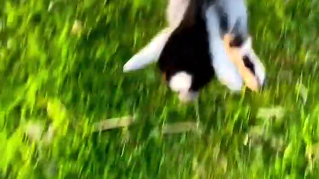 Baby Got Cats Cute and Dogs and got Funny Cat Dogs Videos English