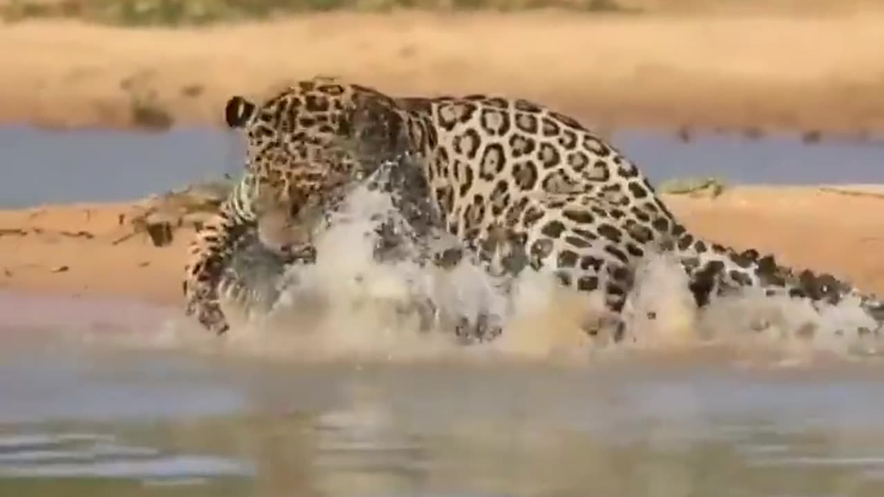 Jaguar Vs Gator