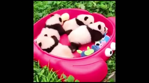 baby pandas compilation