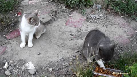 Cats Fighting For Food 💕😽