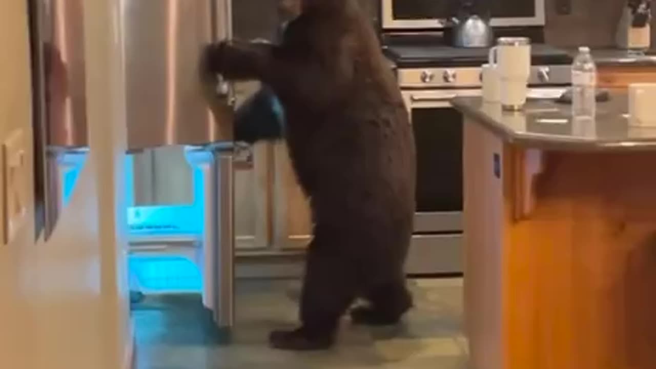 Black bear raids the wrong house