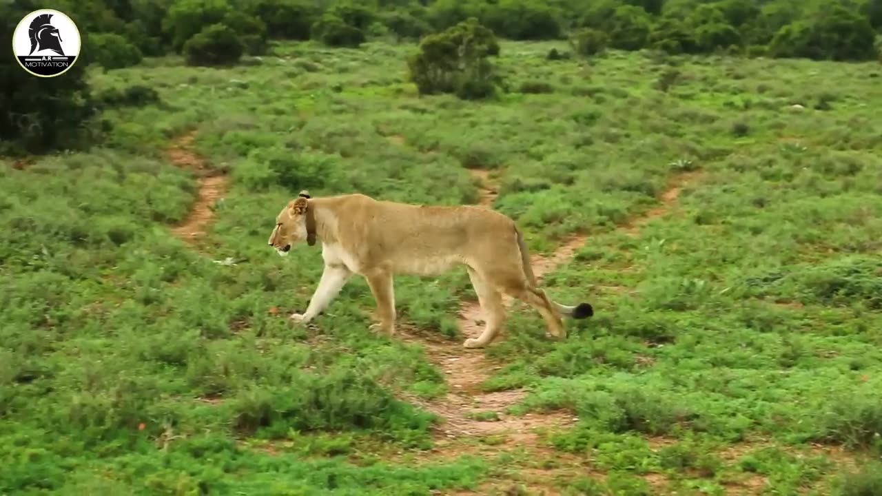 Greatest MASCULINE Principals From "Think and Growth Rich" (MUST WATCH)