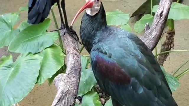 Southern Bald Ibis Chilling with some Friends