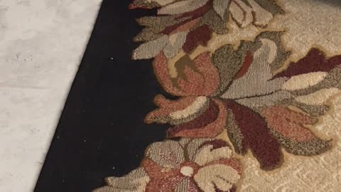 Funny Cat Hides Like Ostrich #short