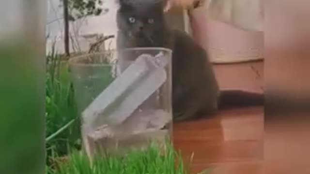 Cute & Funny Cat Videos Compilation || Cat Videos