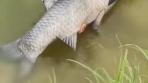 Releasing Big Grass fish