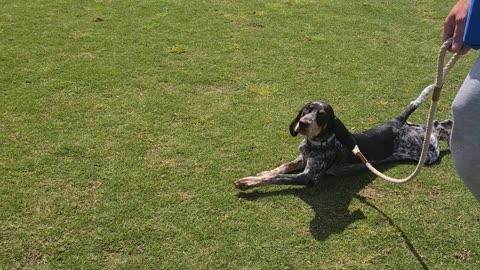 Hound Pretends to be too Tired to go Home