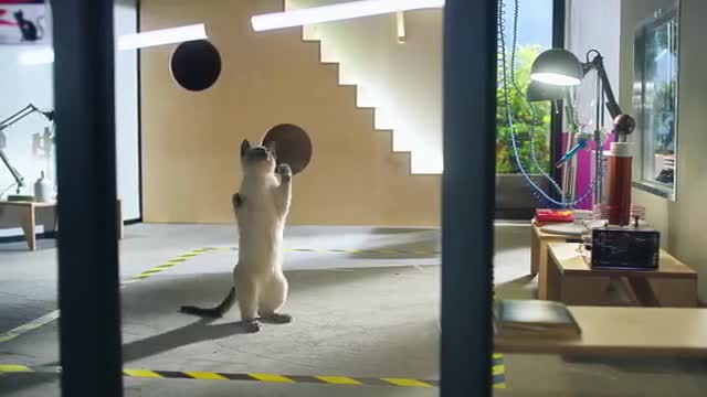 Cat Games and Playtime - Whiskas K.I.T._2