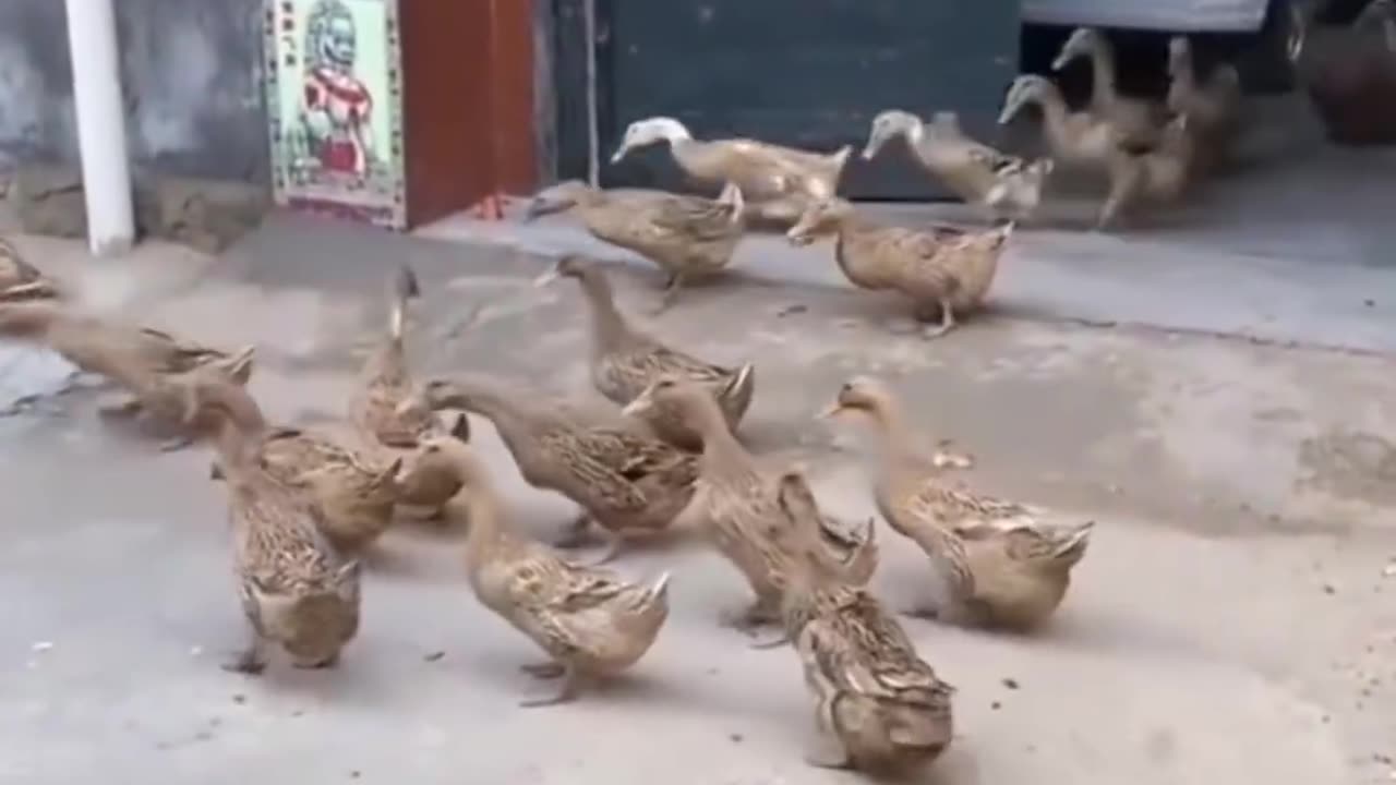 Funny Ducks 🦆