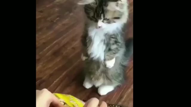 Cute Cat Eating Some Food