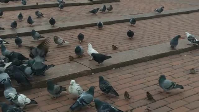 Look how many pigeons... are not afraid