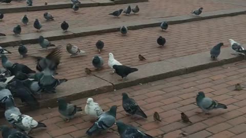 Look how many pigeons... are not afraid