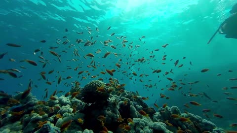 Underwater coral reef landscape and fish