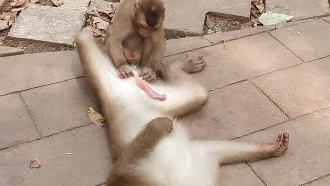 🌴🦍 Chill Like a Monkey: Watch This Adorable Primate's Relaxation Routine! 🦍🌴