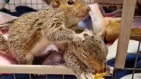 Funny Squirrel💕❤