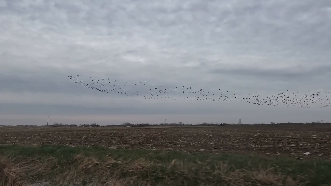 Huge Goose Flock