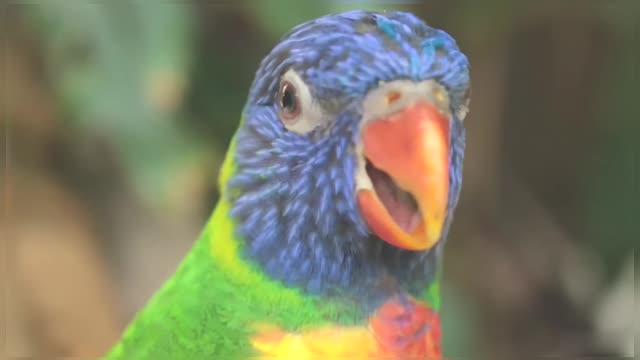 Colourful Rainbow Lorikeet Beautiful Birds