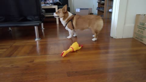 Corgi vs squeaky chicken