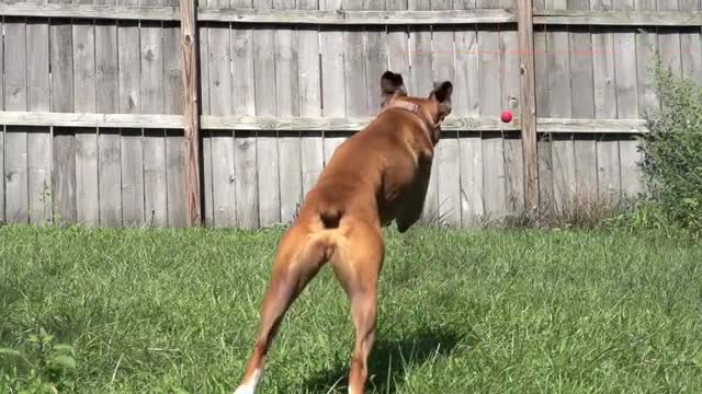 Les RACES DE CHIENS POUR DÉBUTANTS ✅ Le dernier est le meilleur