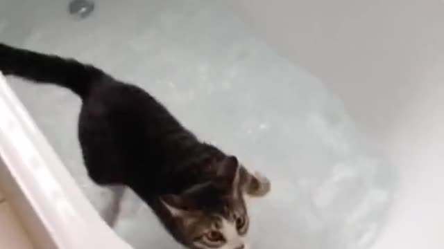 Swimming in the bathtub. Video Cat.