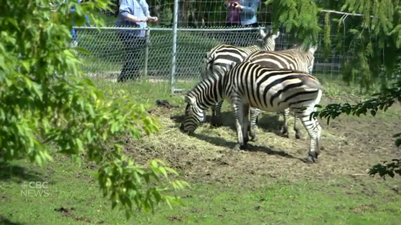 Pair of zebras find new home in New Brunswick after being smuggled into Canada CBC News