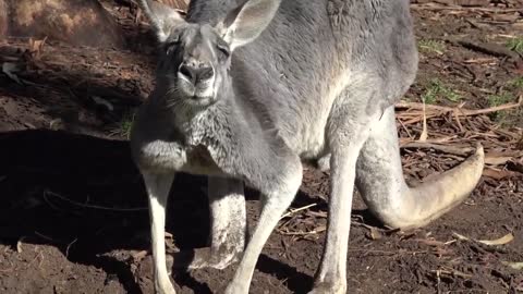 Buff Kangaroo Gets Girls by Flexing Muscles