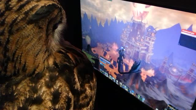 Owl Really Wants To Play Video Game