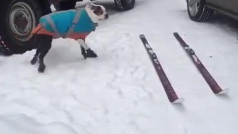 Boston Terrier Gets Geared Up for Ski