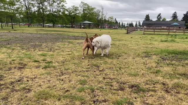 Unbelievable! German Shepherd Dog Attacks Pitbull