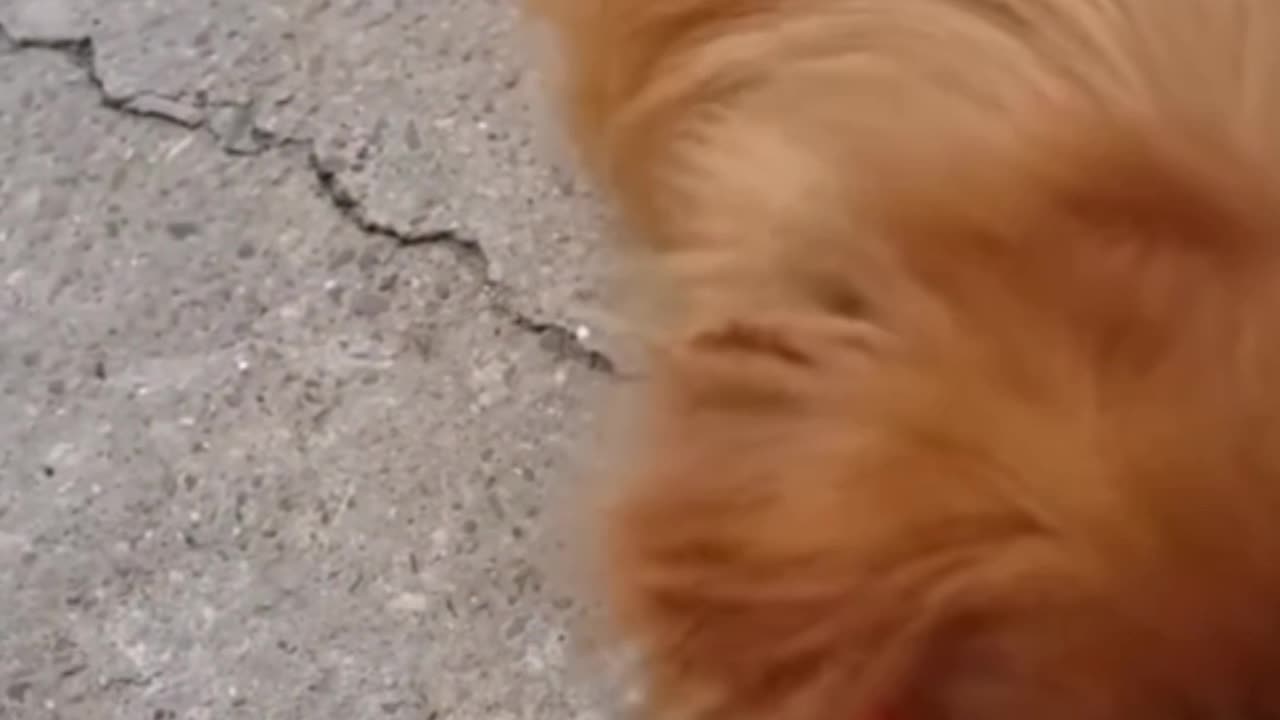 Dog eating water melon