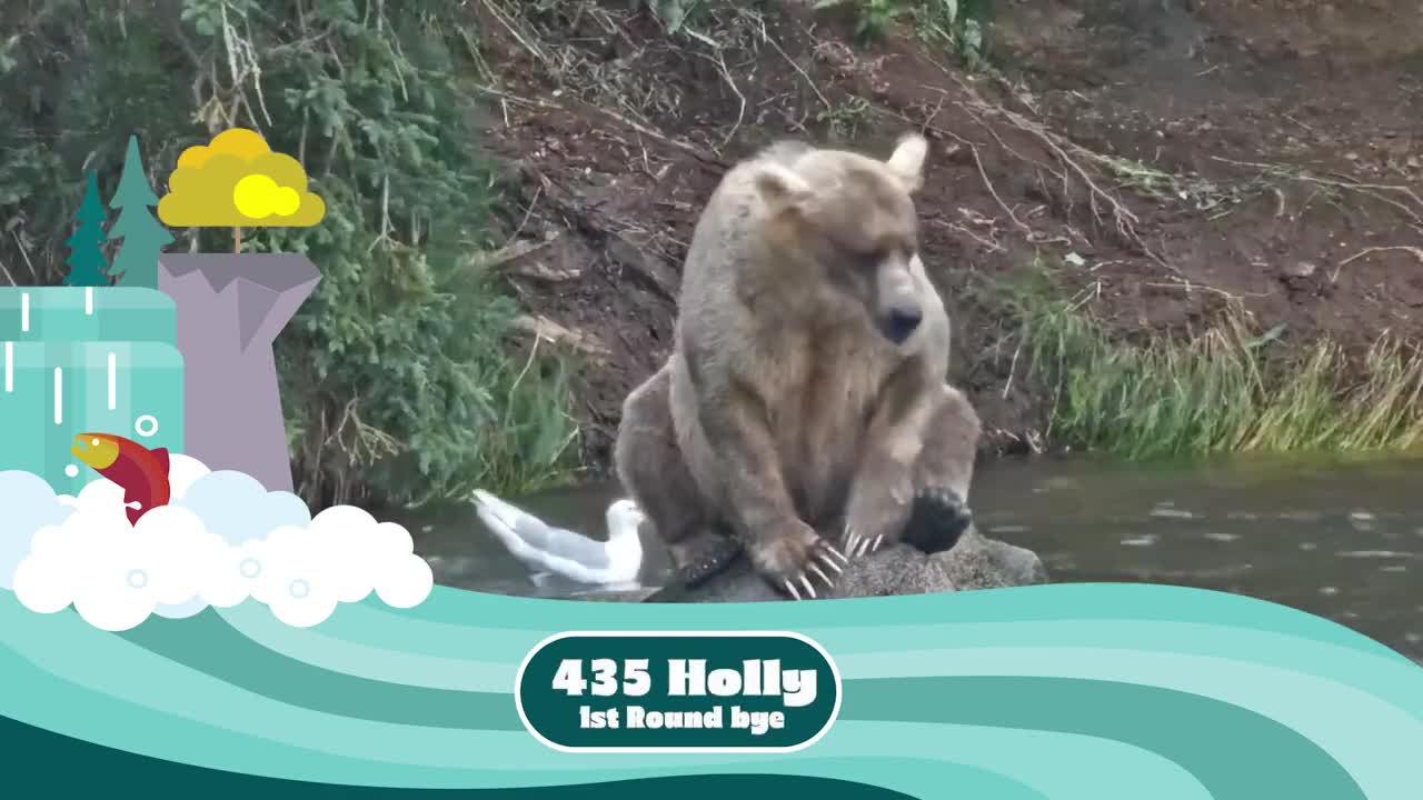 Fat Bear Week Contenders 2022 | Who Has Your Vote?
