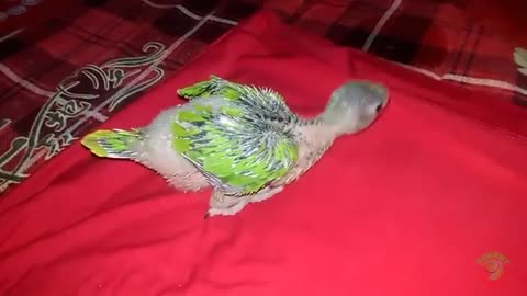Ringneck parrot growth stages. Parrot Growing video's.