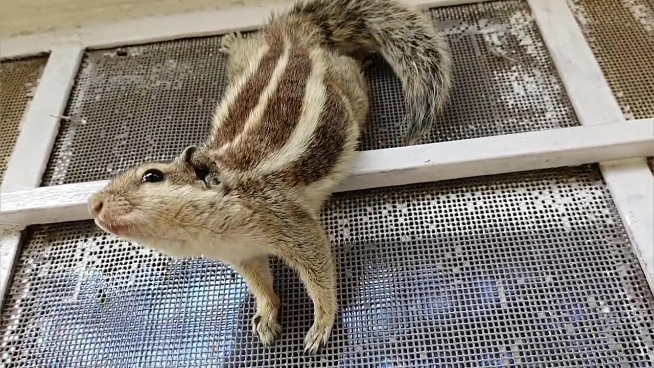 A Deluge of Cuteness 🍮😋😂#minimuttuu#muttuu 💞#squirrel#palmsquirrel